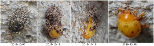 Henosepilachna sp.